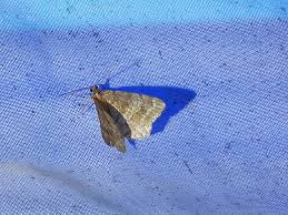 Attēlu rezultāti vaicājumam “Macaria signaria”