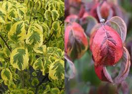 Image result for Solent Viragos