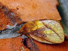 Attēlu rezultāti vaicājumam “Euthrix potatoria imago”