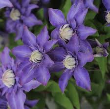 Image result for clematis multi blue