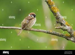 Attēlu rezultāti vaicājumam “Passer montanus adult”