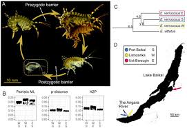 Attēlu rezultāti vaicājumam “Lycogala persicum young”
