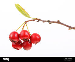 Attēlu rezultāti vaicājumam “Crataegus laevigata”