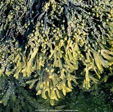 Attēlu rezultāti vaicājumam “Fucus vesiculosus”