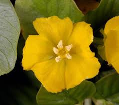 Attēlu rezultāti vaicājumam “Lysimachia nummularia leaf”