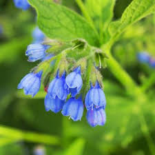 Image result for Symphytum officinale