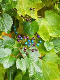 Attēlu rezultāti vaicājumam “Ampelopsis glandulosa var. brevipedunculata”