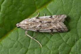 Attēlu rezultāti vaicājumam “Phycitodes binaevella”