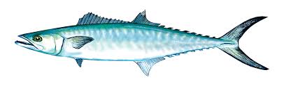 Image result for Scomberomorus cavalla