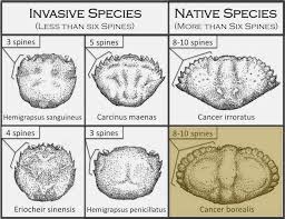 Image result for Cancer borealis