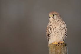 Attēlu rezultāti vaicājumam “Falco tinnunculus adult”