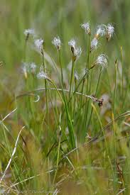 Attēlu rezultāti vaicājumam “Trichophorum alpinum”