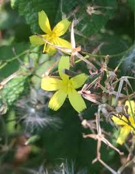 Attēlu rezultāti vaicājumam “Mycelis muralis leaf”