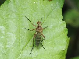 Attēlu rezultāti vaicājumam “Empis sp.”