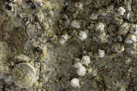 Attēlu rezultāti vaicājumam “Lecanactis abietina”