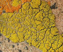 Attēlu rezultāti vaicājumam “Candelariella sp.”