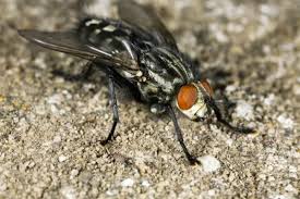 Attēlu rezultāti vaicājumam “Sarcophaga carnaria”