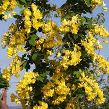 Image result for Laburnum anagyroides