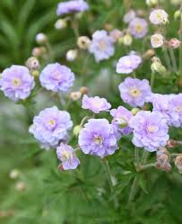 Image result for Geranium `Summer Skies`