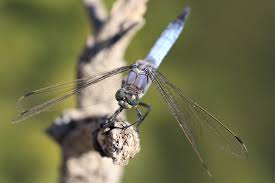 Attēlu rezultāti vaicājumam “Orthetrum cancellatum”