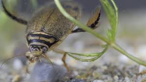 Attēlu rezultāti vaicājumam “Acilius sulcatus female”