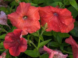 Image result for Petunia