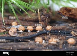 Attēlu rezultāti vaicājumam “Diderma radiatum”