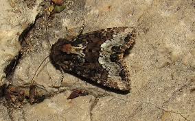 Attēlu rezultāti vaicājumam “Oligia sp.”