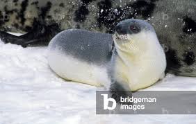 Image result for Cystophora cristata