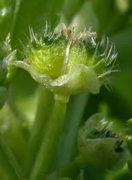 Attēlu rezultāti vaicājumam “Mercurialis perennis bud”