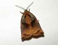 Attēlu rezultāti vaicājumam “Archips podana female”