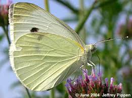 Attēlu rezultāti vaicājumam “Pieris rapae female”