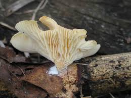 Attēlu rezultāti vaicājumam “Lentinus suavissimus”