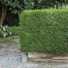 Attēlu rezultāti vaicājumam “Buxus sempervirens”