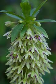 Image result for Helichrysum subulifolium