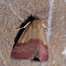 Attēlu rezultāti vaicājumam “Phytometra viridaria”