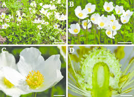 Attēlu rezultāti vaicājumam “Anemone sylvestris leaf”
