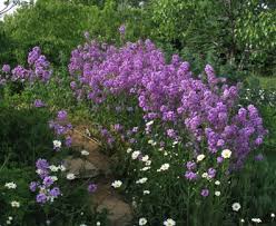 Attēlu rezultāti vaicājumam “Hesperis matronalis bud”