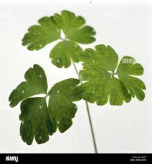 Attēlu rezultāti vaicājumam “Aquilegia vulgaris leaf”