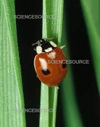 Attēlu rezultāti vaicājumam “Adalia bipunctata”