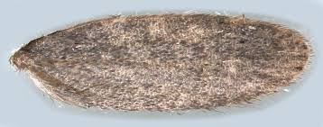 Attēlu rezultāti vaicājumam “Epirhoe tristata”