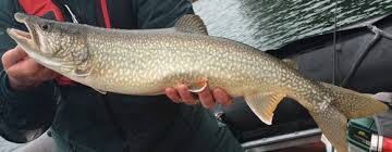 Image result for Salvelinus faroensis