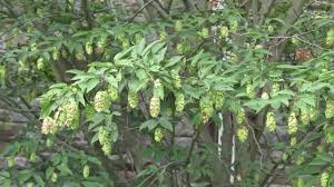 Attēlu rezultāti vaicājumam “Priobium carpini”