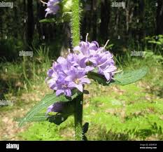 Attēlu rezultāti vaicājumam “Campanula cervicaria bud”