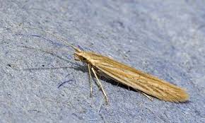 Attēlu rezultāti vaicājumam “Coleophoridae”