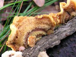 Attēlu rezultāti vaicājumam “Stereum hirsutum”