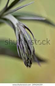 Attēlu rezultāti vaicājumam “Epipactis atrorubens leaf”