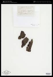 Attēlu rezultāti vaicājumam “Pleurococcus vulgaris”