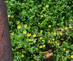 Attēlu rezultāti vaicājumam “Trifolium dubium fruit”