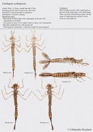 Attēlu rezultāti vaicājumam “Enallagma cyathigerum”